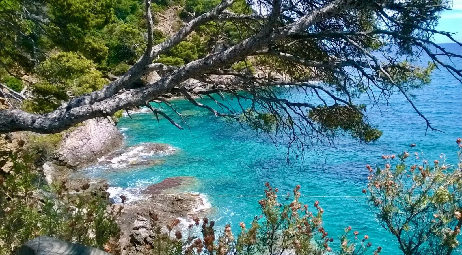 Turquoise water of a hidden Calanques cove viewed through pine branches