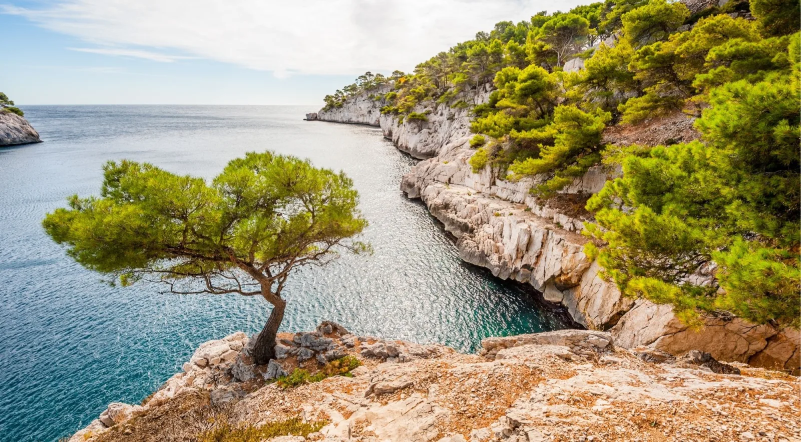 Lone Mediterranean pine on limestone rocks overlooking a narrow calanque inlet
